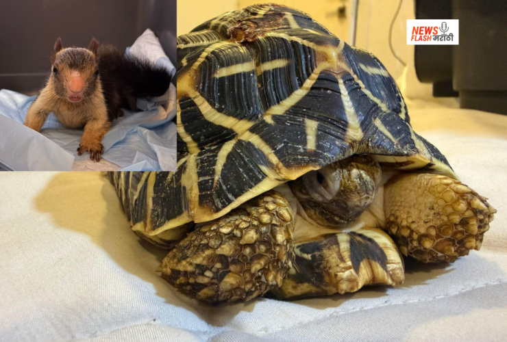 Wildlife Smuggling